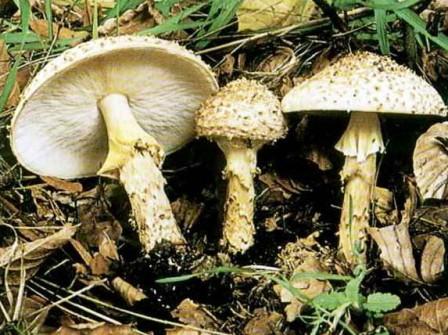   Lepiota aspera